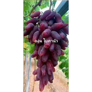 องุ่นเสียบยอดพันธุ์ดีทุกสายพันธุ์ ชื้อ5แถม1ฟรี