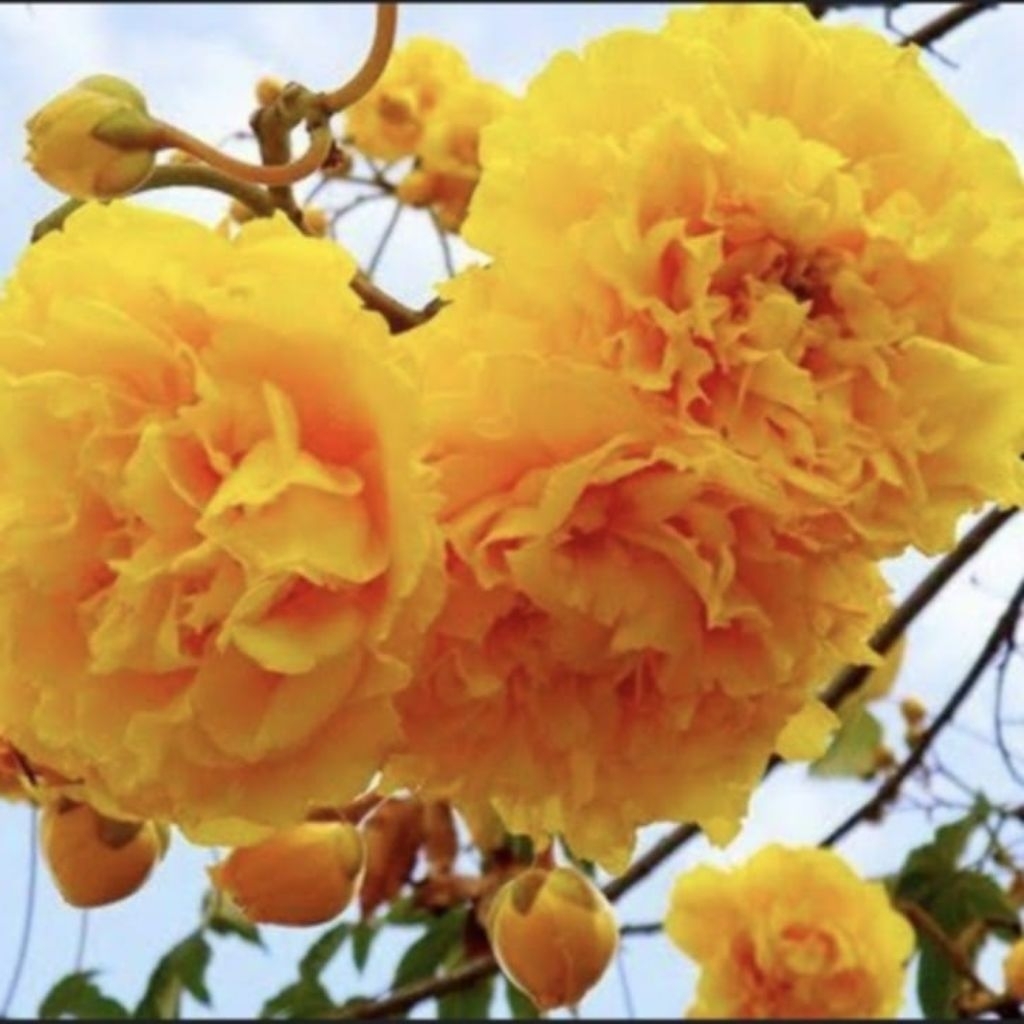 ต้นสุพรรณิการ์ ดอกใหญ่ ดอกซ้อน ดอกสีเหลืองอมส้มนิดดอกสวยมาก กลิ่นหอม ติดดอกดก สูง70-90ซ.ม แบบกิ่งชำ - รูปที่ 2