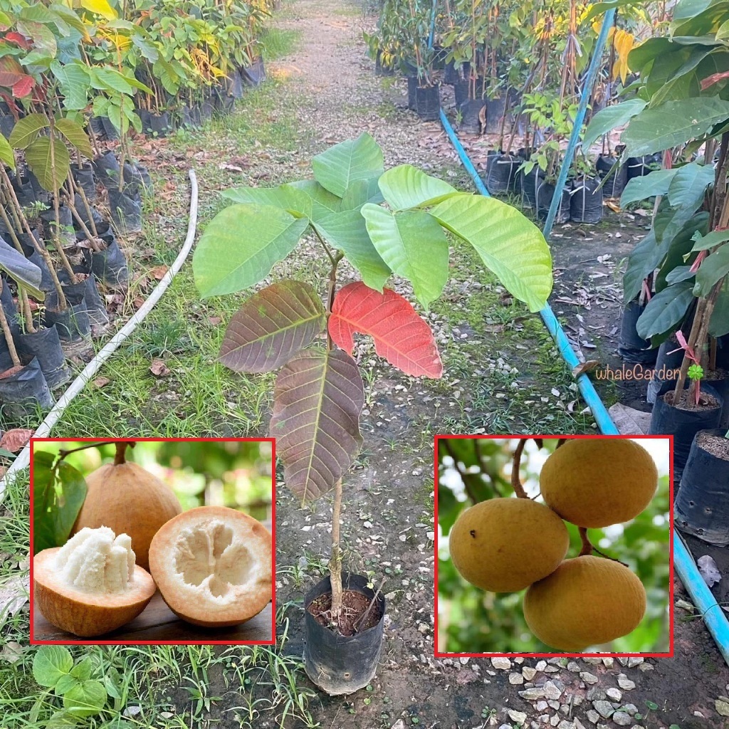 ต้นกระท้อน พันธุ์ กระท้อนปุยฝ้าย กิ่งติดตา (Santol) กระท้อน สูง 80-100 เซน ให้ผลเร็ว (รับประกันสินค้า)