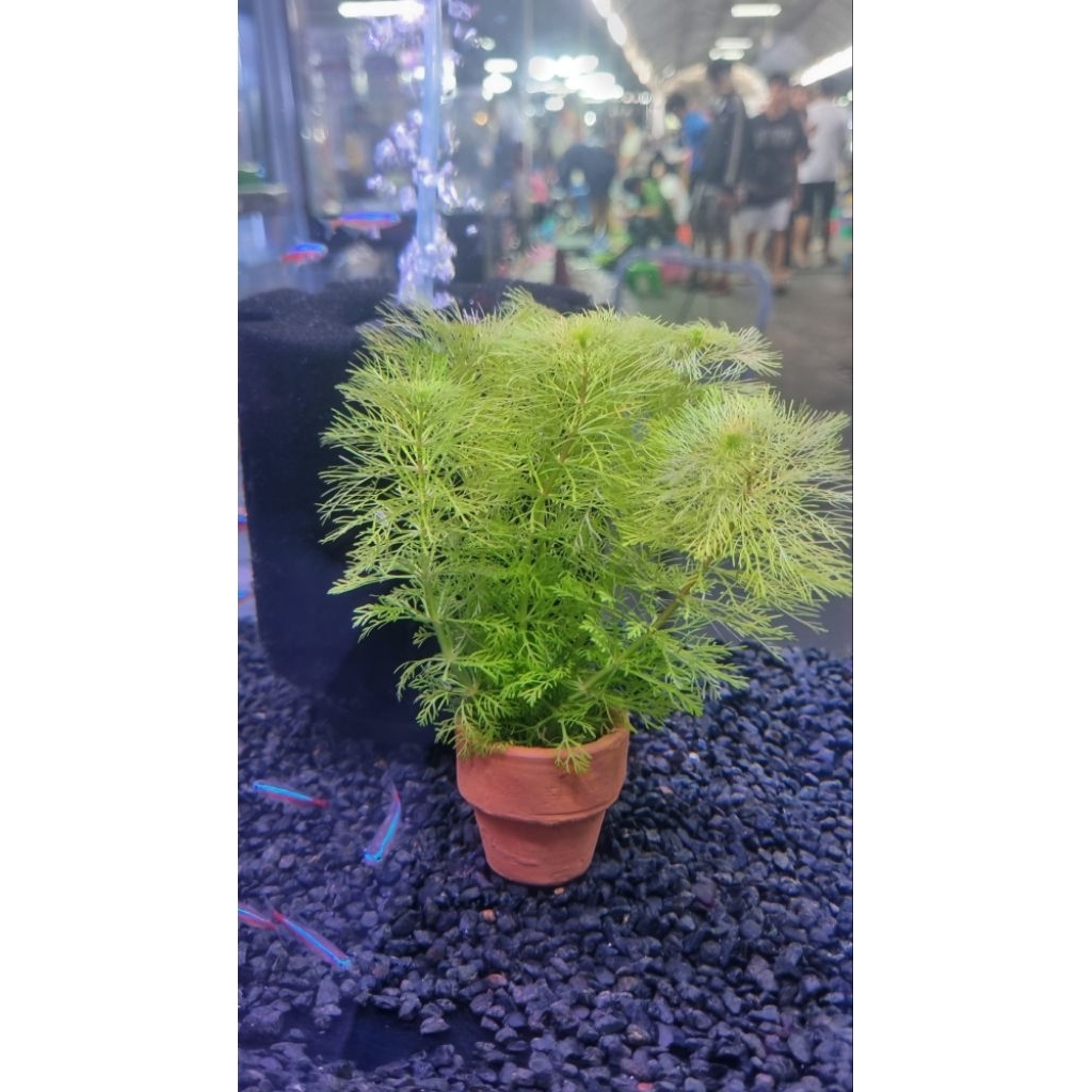 สาหร่ายผักชี กระถาง 44 บาท