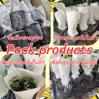 ต้นเข็มใหญ่ เข็มดอกใหญ่ สีแดง เข็มแดงใบใหญ่ ขนาดกระถาง 6 นิ้ว