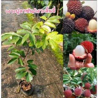 ต้นเงาะปูลาซัน หรือเงาะลิ้นจี่ สายพันธุ์เบตง ต้นพันธุ์ติดตา ปลูก 1-2 ปีติดผล