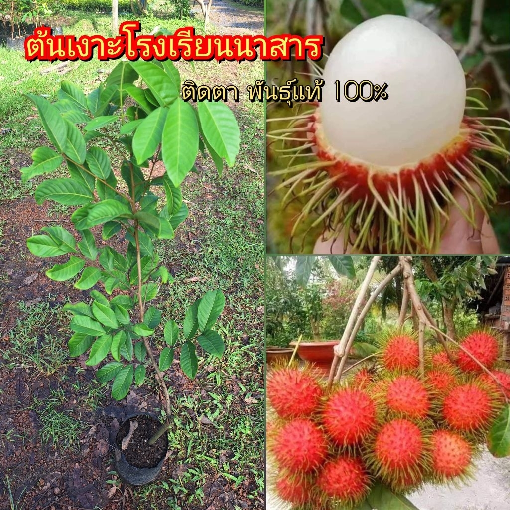 ต้นเงาะโรงเรียนนาสาร  ติดตา 1 ปีติดผล ต้นพันธุ์สูง 80-100 ซม.