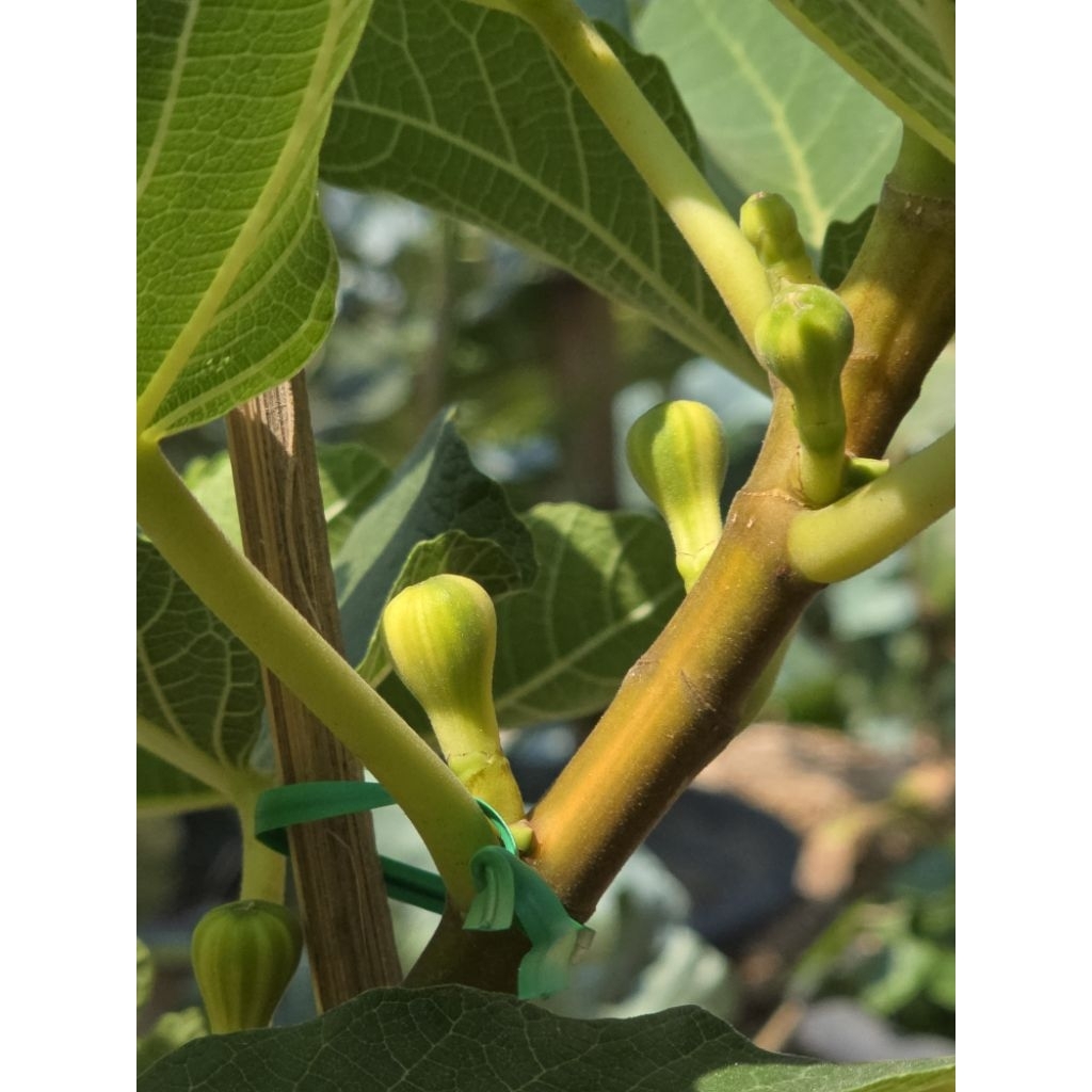 กิ่งสดมะเดื่อฝรั่ง BNR (Bordissot Negra Rimada) ชุด2กิ่ง