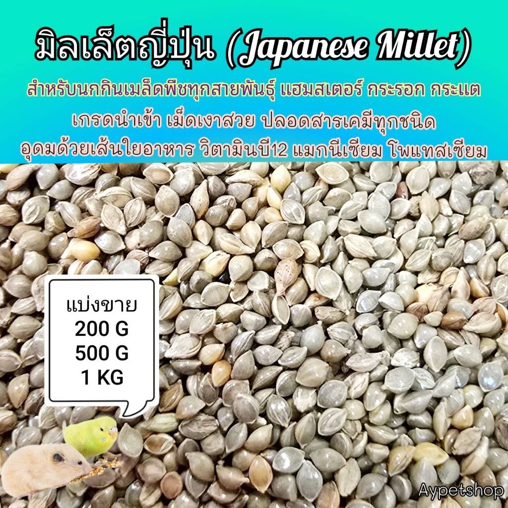 มิลเล็ตญี่ปุ่น (Japanese Millet) อาหารนกกินเมล็ดพืชทุกสายพันธุ์ แฮมสเตอร์ กระรอก เกรดนำเข้า สะอาด (แบ่งขาย200g/500g/1kg)