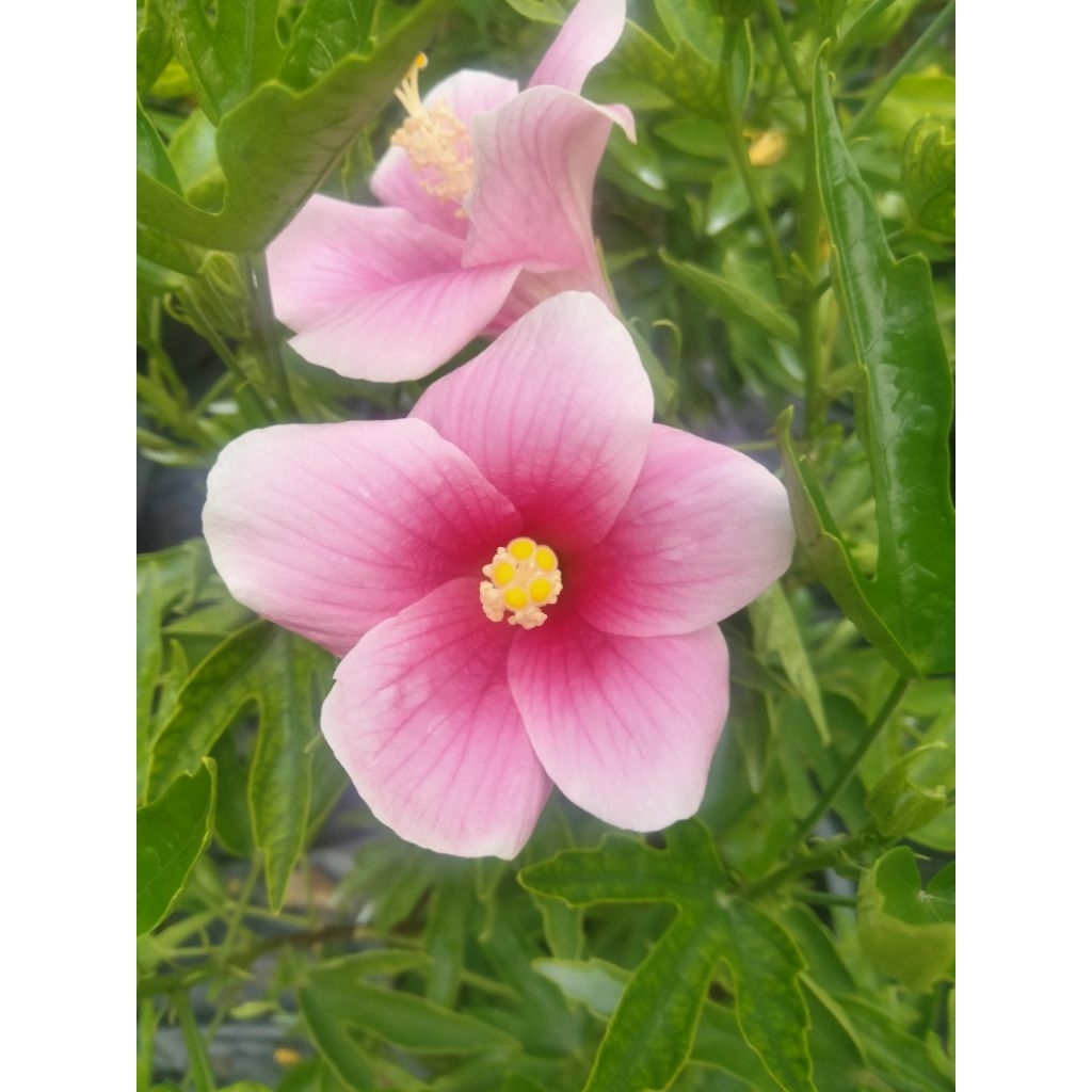 ชบาจักรีบงกช (พันธุ์โบราณหายาก) กระถาง 11 นิ้ว