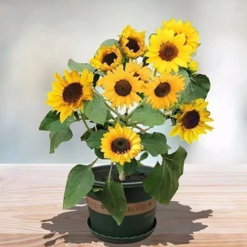 50 เมล็ด  เมล็ดพันธุ์ดอกทานตะวันแคระ ดอกทานตะวันจิ๋ว ดอกทานตะวันกระถาง - รูปที่ 5