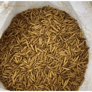 BSF หนอนแมลงวันลายอบแห้ง 500g โปรตีนสูง สำหรับสัตว์เลี้ยง ฟาร์มไก่ ปลา กบ โรงงานส่งตรง ราคาถูกสุด