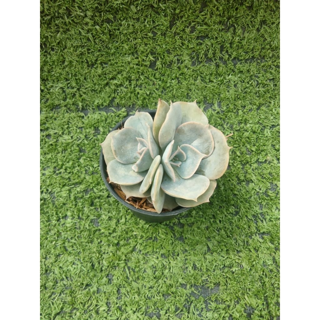 กุหลาบหิน Lilacina ฟอร์มกอ [ Echeveria Lilacina ] ไม้ในกระถาง2"