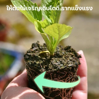 ปุ๋ยออสโมโค้ท ออสโมโค้ทพลัส ขนาด 250 กรัม 14-13-13, 14-14-14, 15-9-11+2MgO+TE ปุ๋ยละลายช้า 6เดือน ปุ๋ยบำรุงดอก Osmocote