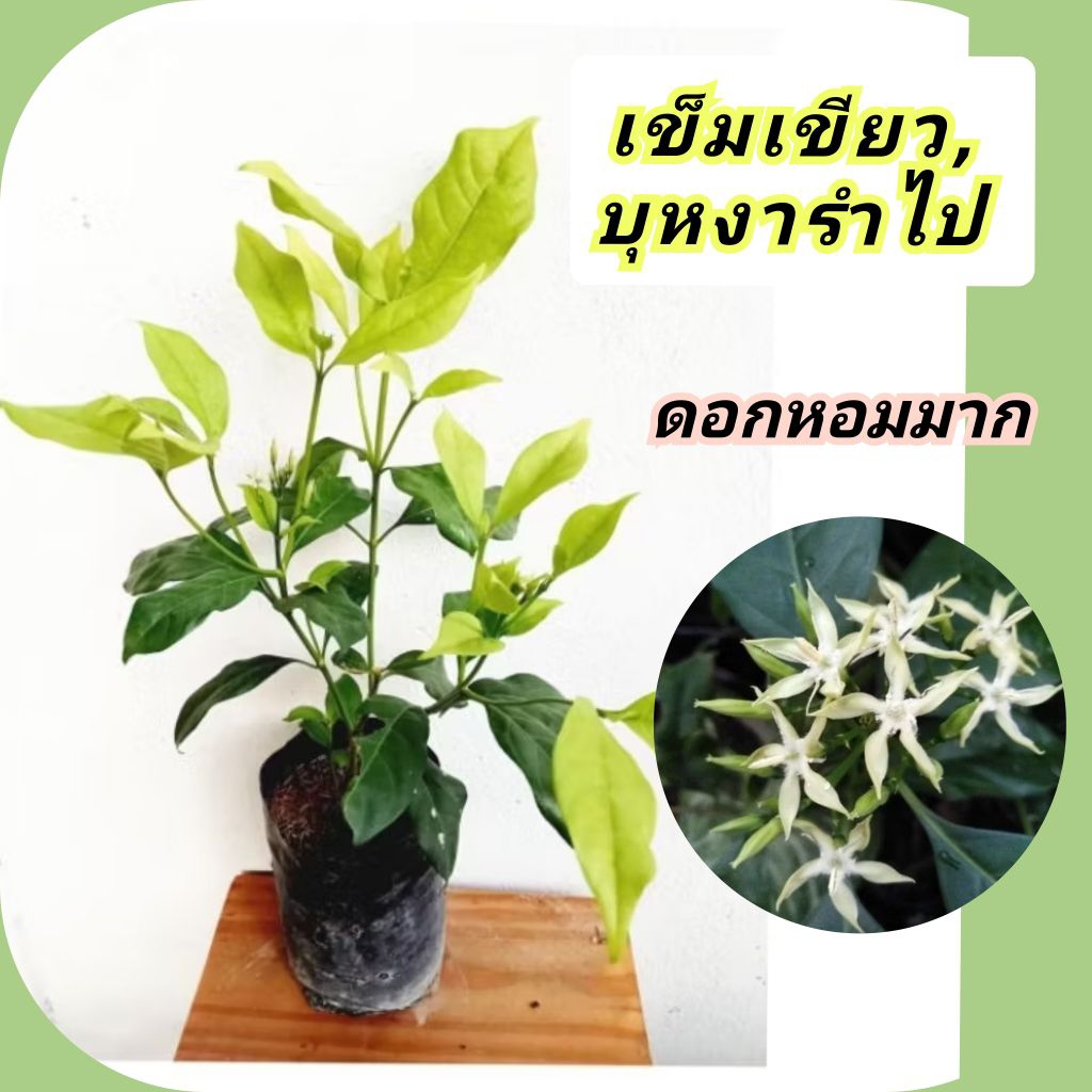 ต้นเข็มเขียว<บุหงารำไป>ไม้ดอกหอม หายากแบบปักชำต้นสูง40-50ซม.