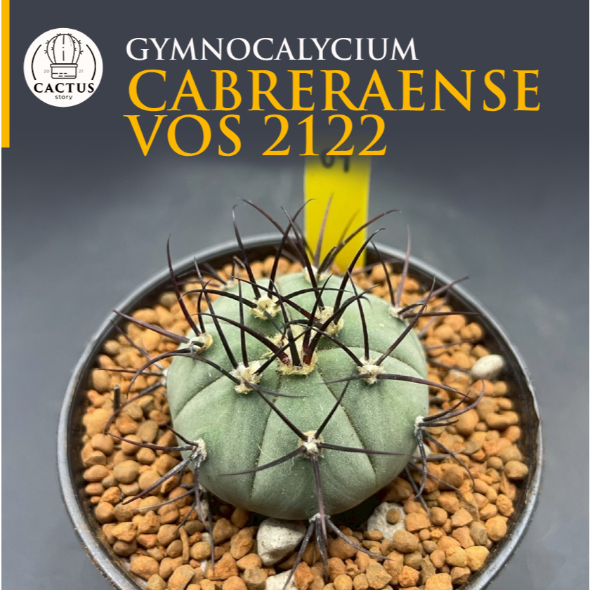 Gymnocalycium cabreraense VoS 2122 ไม้เมล็ด