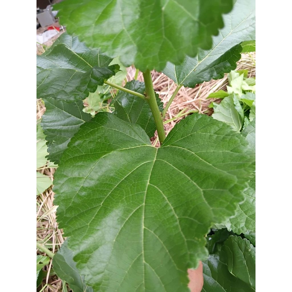 กิ่งพันธุ์หม่อนบุรีรัมย์ 60 ใบใหญ่  ( 15กิ่ง) - รูปที่ 3