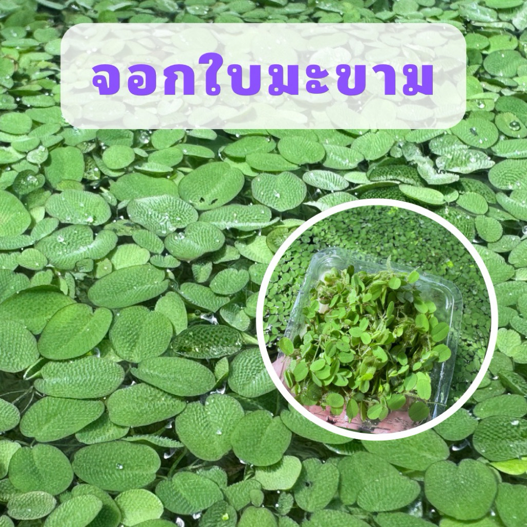 จอกใบมะขาม พืชลอยน้ำ ตกแต่งอ่างปลา แหล่งที่อยู่สำหรับปลาเล็ก(30กรัม)