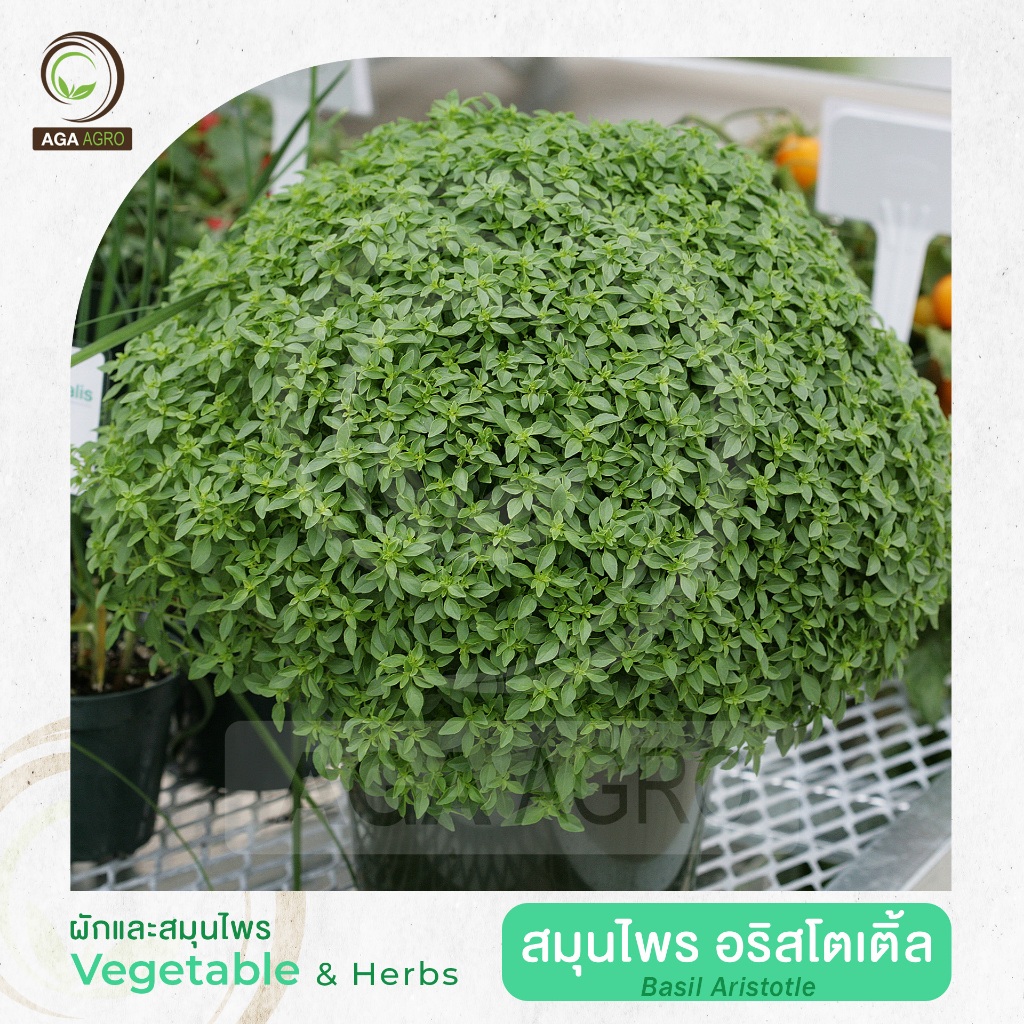 AGA AGRO I "โหระพา อริสโตเติ้ล" โหระพาใบเล็กแน่น ทรงต้นกลม ดอกสีขาว-100เมล็ด-Basil Aristotle