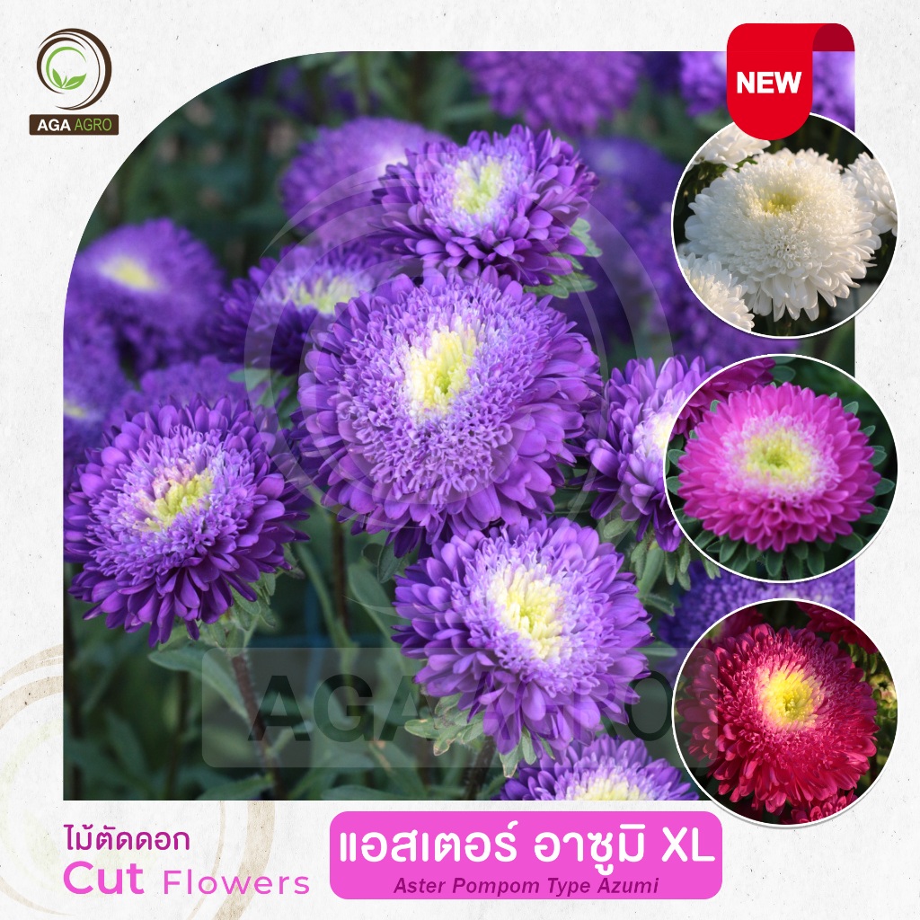 AGA AGRO I “แอสเตอร์  อาซูมิ” ดอกใหญ่ต้นสูง-100เมล็ด-Aster Azumi