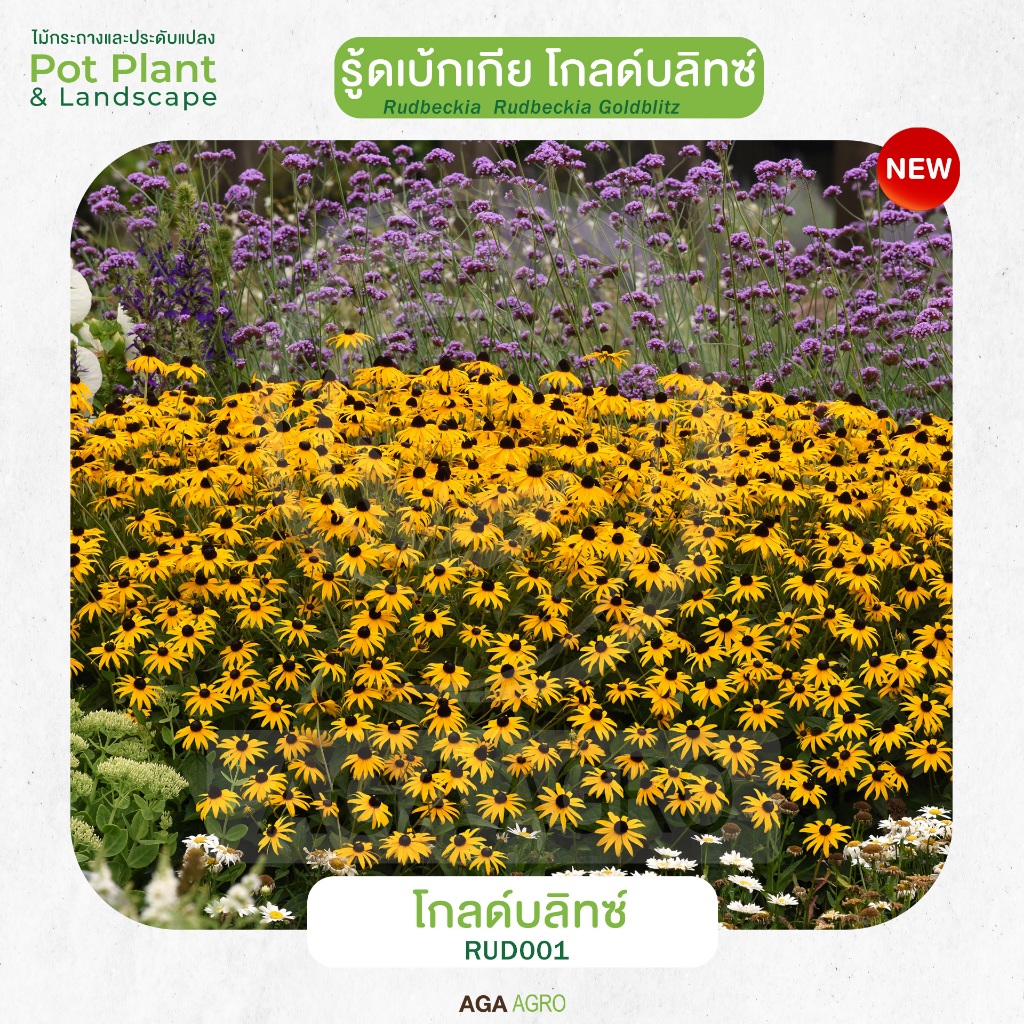 AGA AGRO I “รู้ดเบ้กเกีย โกลด์บลิทซ์” พันธุ์ใหม่ ดอกเล็ก สีเหลืองทอง-50&100เมล็ด-Rudbeckia Goldblitz ราคา ถูกที่สุด ดีลบีเคเค แกลเลอรีภาพที่ 4