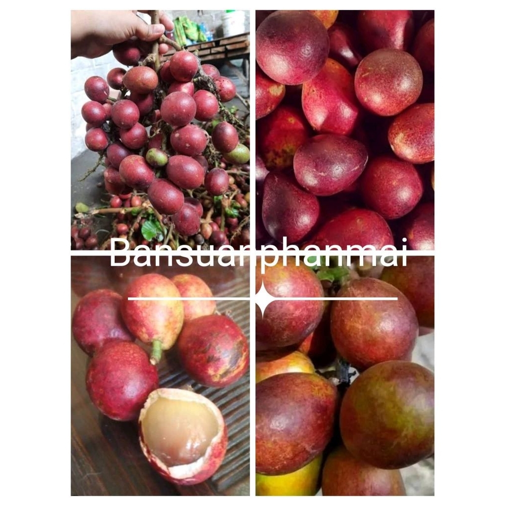 ต้นลำไยคริสตัลแดงจัมโบ้ 50-60ซม. - รูปที่ 6