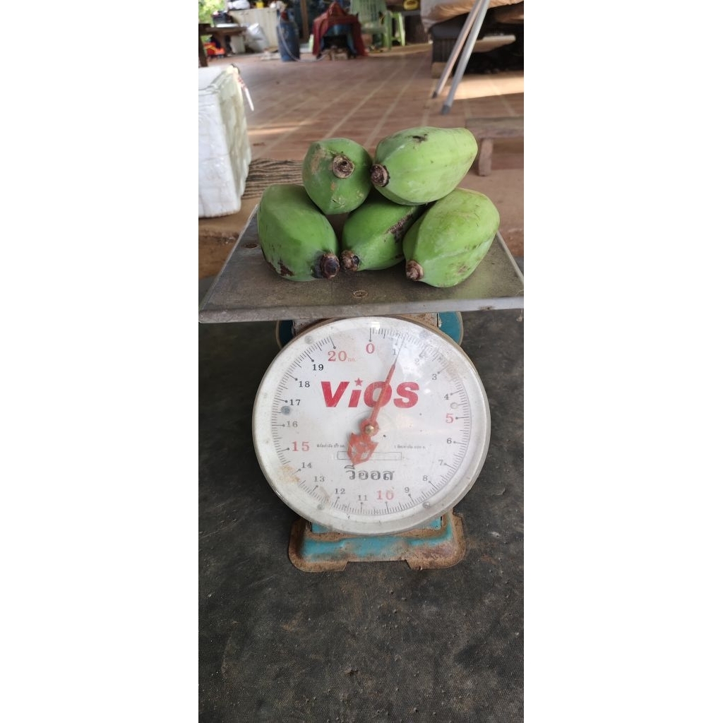 ขายหน่อกล้วยน้ำว้ายักษ์ชุมพรจ้า หน่อล่ะ99฿