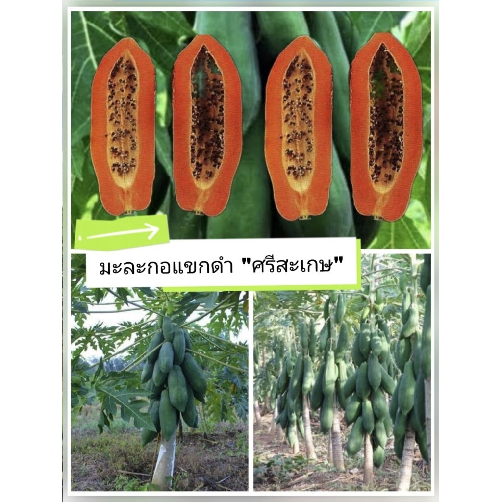 เมล็ดพันธุ์มะละกอ "แขกดำ ศรีสะเกษ"ชุด 100 เมล็ด