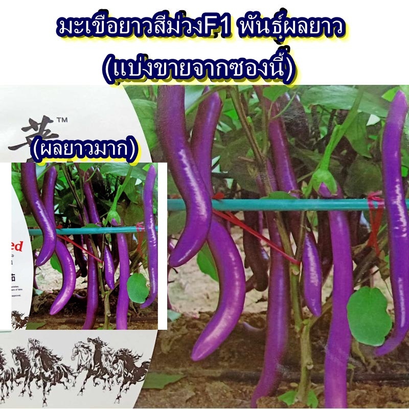 40+ เมล็ด เมล็ดมะเขือยาวสีม่วง พันธุ์ผลยาวF1 (ผลยาวมาก) (ปลูกง่าย รสชาติหวานกรอบ ผลยาวมาก ผลสีม่วง เนื้อด้านในสีขาว)