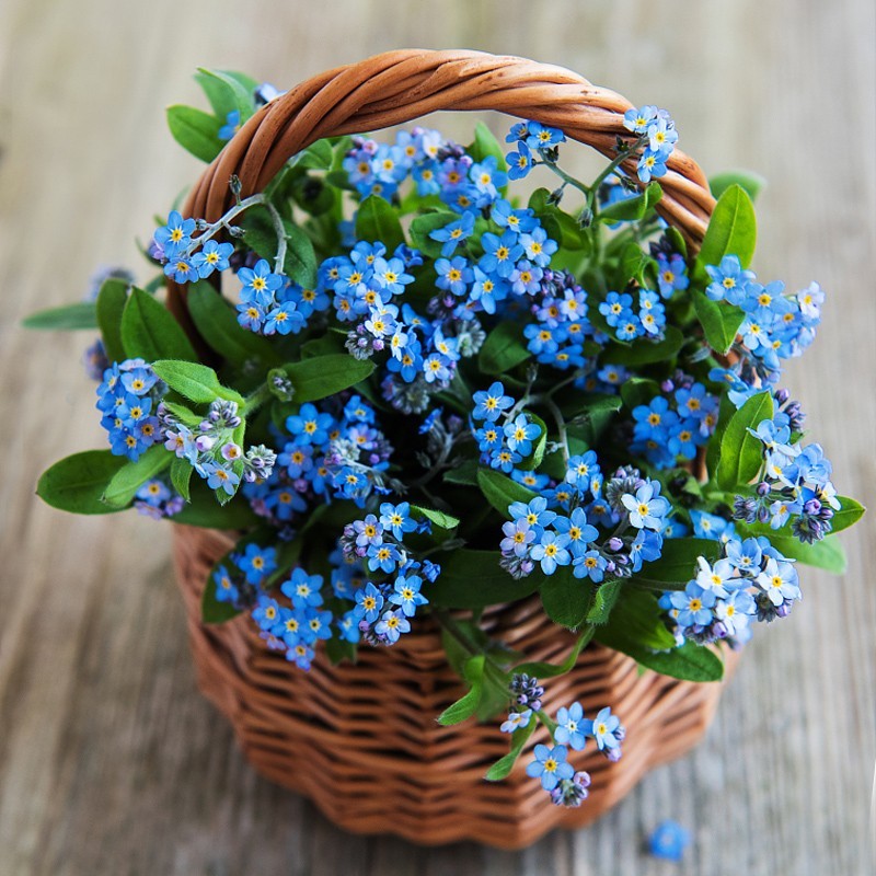 FORGET-ME-NOT FLOWERS SEEDS 100% Legit Forget-me-not Flower Seeds  (100 Seeds) Rare Forget me not Se