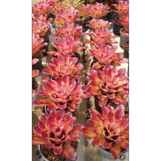 สับปะรดสีNeo. Strawberry roan ขนาดกระถาง6นิ้ว ส่งแบบถอดกระถาง