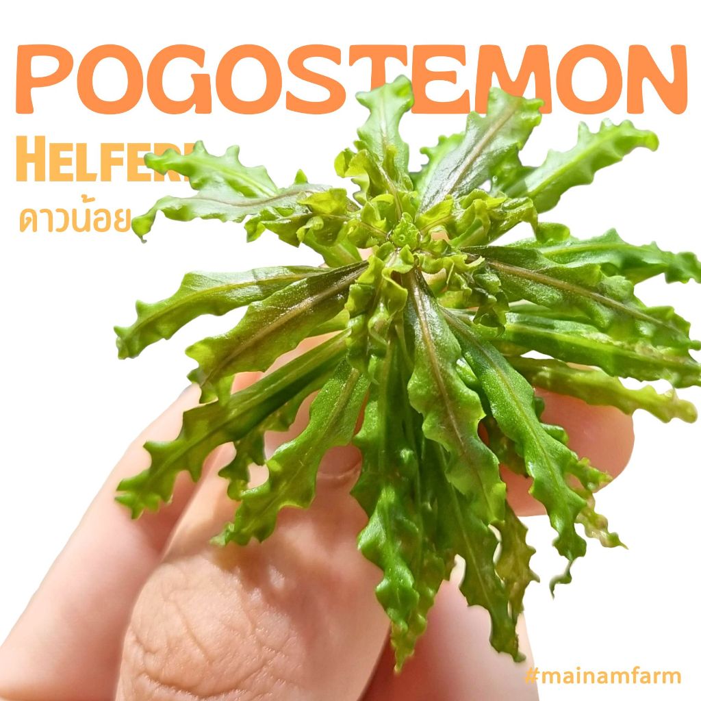 ดาวน้อย "Dao Noi" ไม้น้ำไทย - POGOSTEMON HELFERI ต้นไม้น้ำ