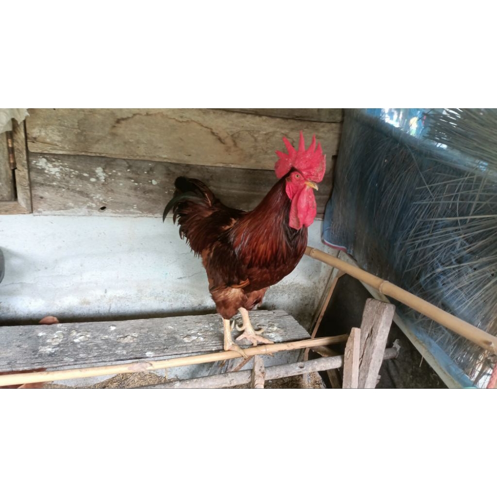 ไข่เชื้อไก่ไข่โรดไอส์แลนด์เรด สายพันธุ์อเมริกา จำนวน 5 ฟอง - รูปที่ 2