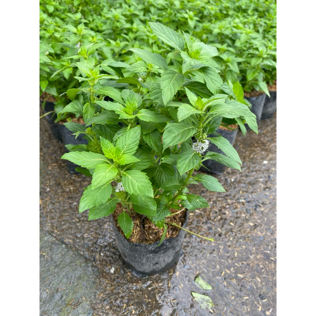 ต้นมินต์-ต้นเปปเปอร์มินต์ (Peppermint) จัดส่งแบบถุงชำ