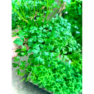 Italian Parsley / Flat Leaf Parsley ต้นพันธุ์ พาร์สลีย์ อิตาเลียน หรือ ผักชีอิตาลี (ใบแบน) ผักสวนครัว สมุนไพรฝรั่ง