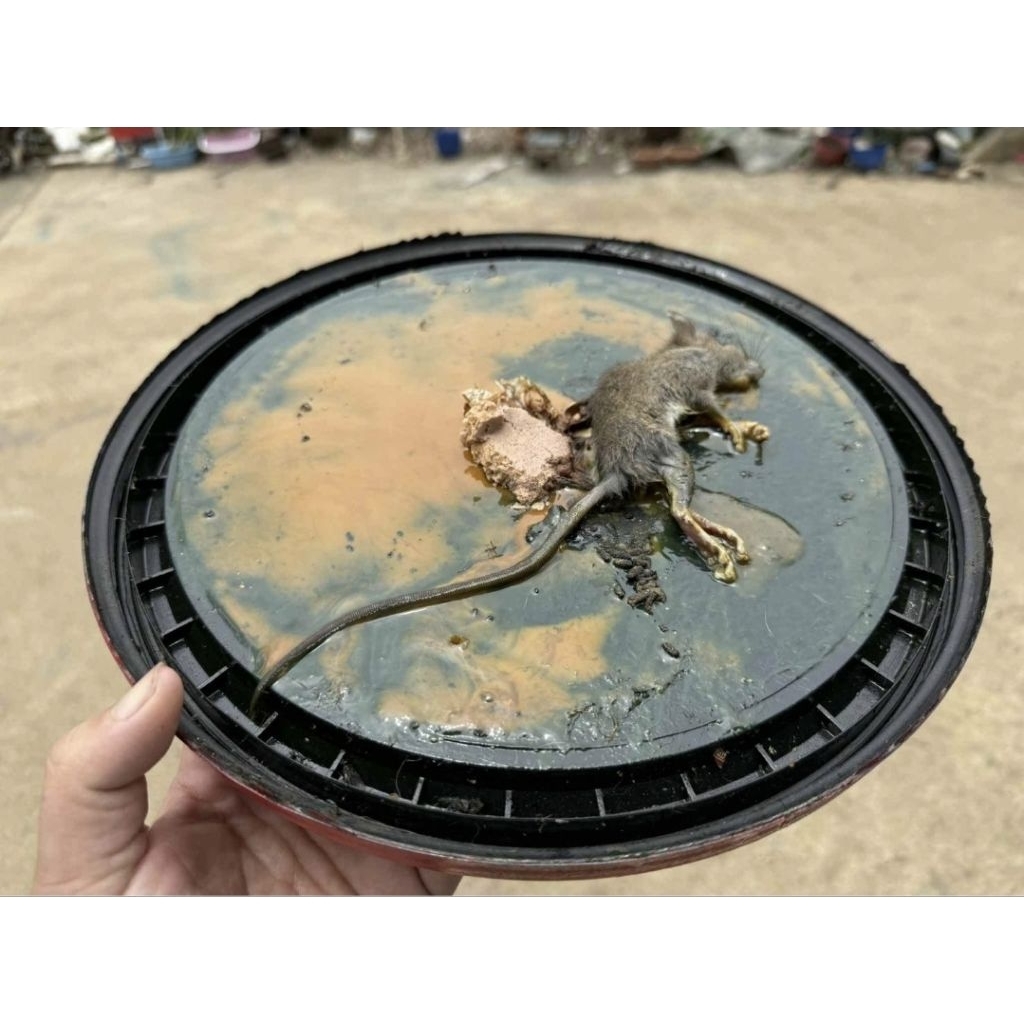 [พร้อมส่ง] ถังดักหนู  neko ดักหนูตัวใหญ่ กาวเหนียว ไม่เหม็น - รูปที่ 3