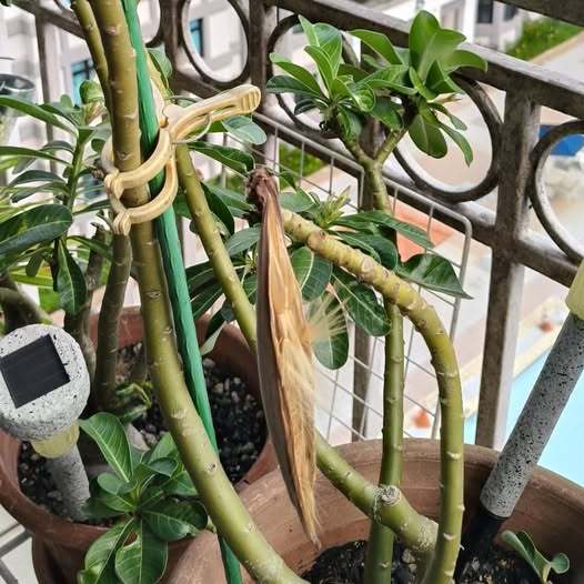 10 เมล็ด ดอกชวนชม Desert Rose Seeds Adenium hybrid สายพันธุ์ Stela ราคา ถูกที่สุด ดีลบีเคเค แกลเลอรีภาพที่ 3
