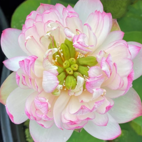 5 เมล็ด บัว สายพันธุ์ MALLORY MY LOVE LOTUS สีขาว