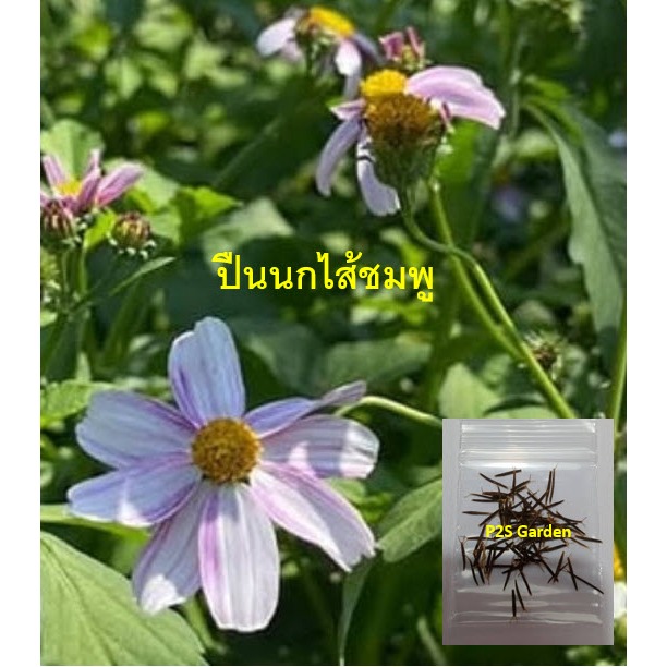 เมล็ดพันธุ์ ปืนนกไส้สีชมพู  ซองละ 40 เมล็ด ดาวกระจายไต้หวัน ดอกสีชมพู หายาก