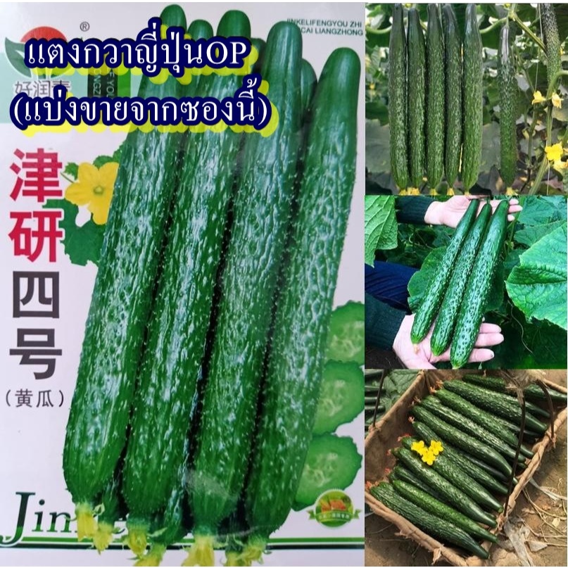 25 เมล็ด เมล็ดแตงกวาญี่ปุ่นOP (ขยายพันธุ์ต่อได้ ปลูกง่าย พันธุ์ทนร้อน ออกผลดก เป็นที่นิยมมาก ผลยาวผลมีสีเขียวเข้มมีหนาม)