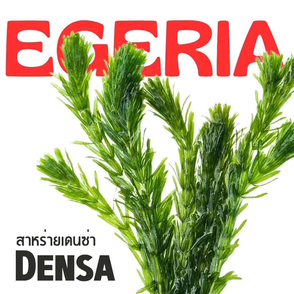สาหร่าย เดนซ่า ใบน้ำ ไม้น้ำช่วยบำบัดน้ำเสีย เลี้ยงง่าย ไม่ต้องการ co2- EGERIA DENSA ต้นไม้น้ำ