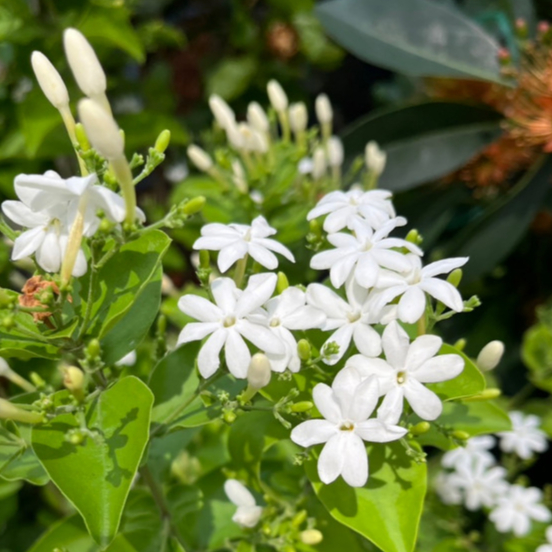 พุทธชาด หรือบุหงาประหงัน ไม้ดอกมีกลิ่นหอม Jasminum auriculatum Vah