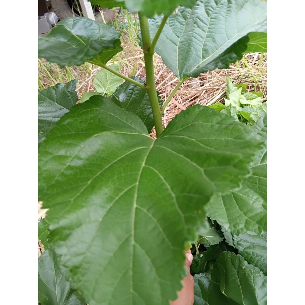 กิ่งพันธุ์หม่อนบุรีรัมย์ 60 ใบใหญ่  ( 15กิ่ง) - รูปที่ 7