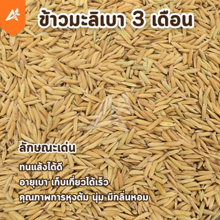 เมล็ดพันธุ์ข้าว กข.15 พันธุ์ข้าวหอมมะลิ(เบา)เก็บเกี่ยวใน 3 เดือน อัตราการงอกสูง ระยะสั้น ยกกระสอบ 25 กก. ราคาส่ง