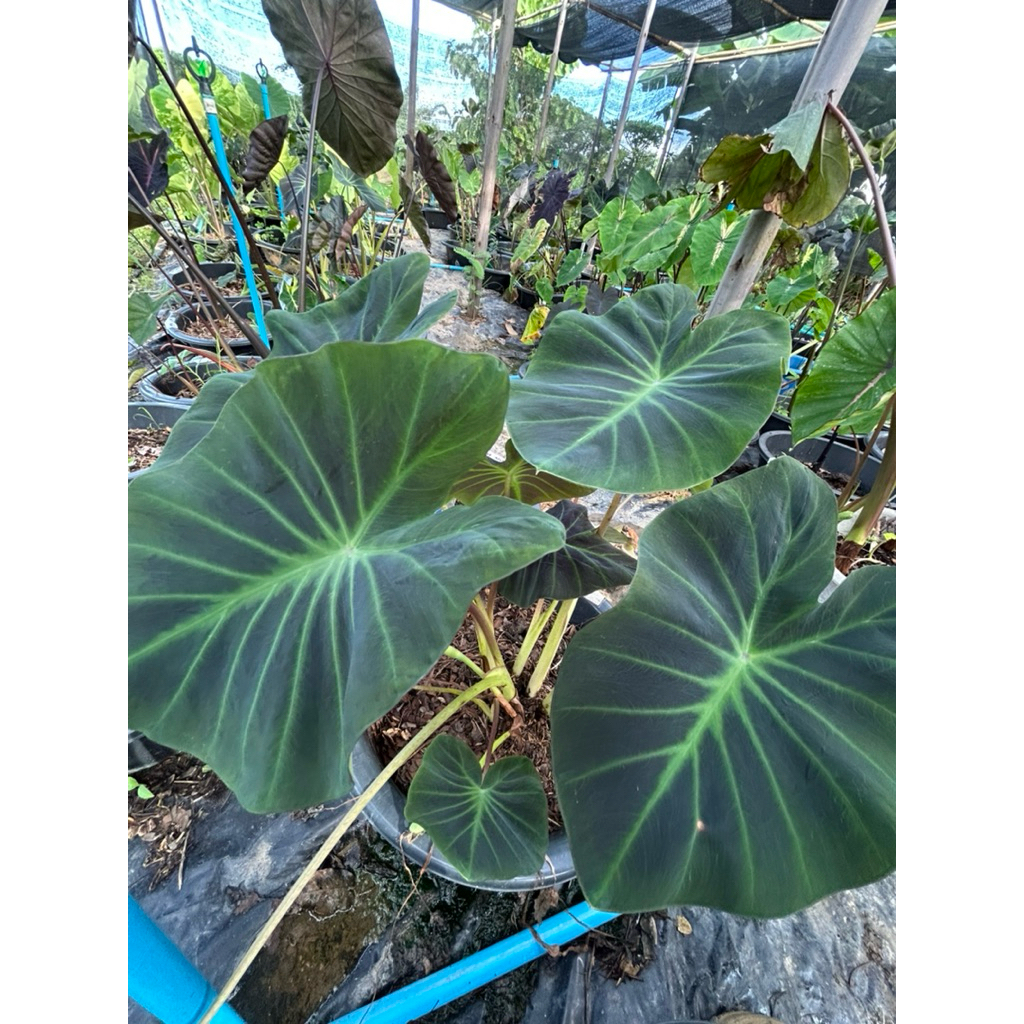 โคโลคาเซีย หมายเลข 21  (Colocasia No.21 )ไม้ฟอกอากาศ ไม้มงคล ไม้ประดับ ไม้แต่งสวน ราคาถูกสุดๆ