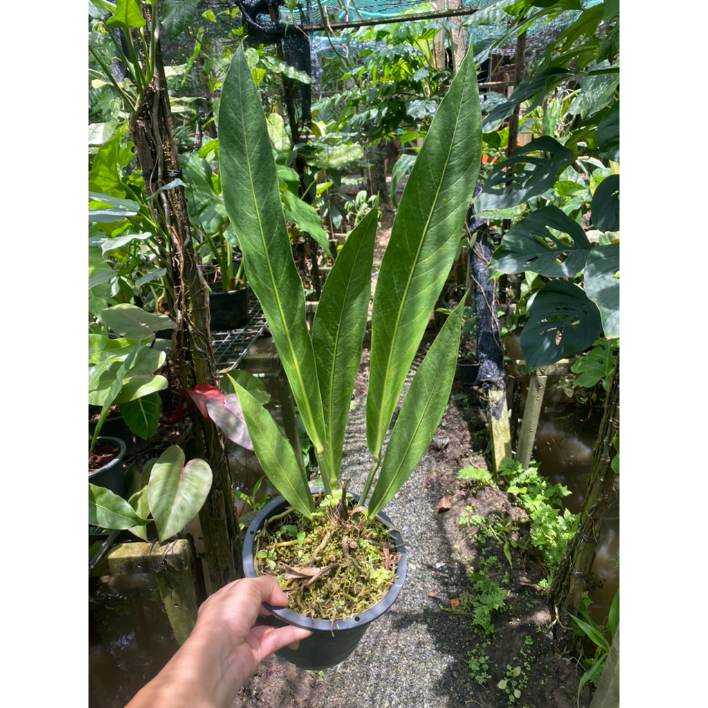 Anthurium Bigbill หน้าวัว บิ๊กบิล 8 นิ้ว