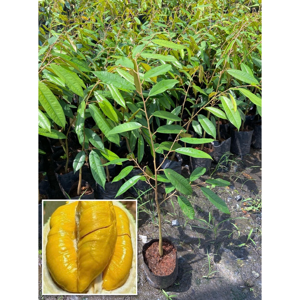 ต้นทุเรียนมูซานคิงแท้100% เสียบยอด (สูง 100-120cm) เนื้อละเอียด หวานมัน อร่อยมาก ต้นแข็งแรง พร้อมปลูก