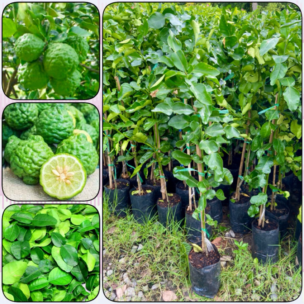ต้นมะกรูดใบใหญ่ หนามน้อย สมุนไพรกลิ่นหอม เสียบยอด (สูง 70-90cm) รากแน่น พร้อมปลูก