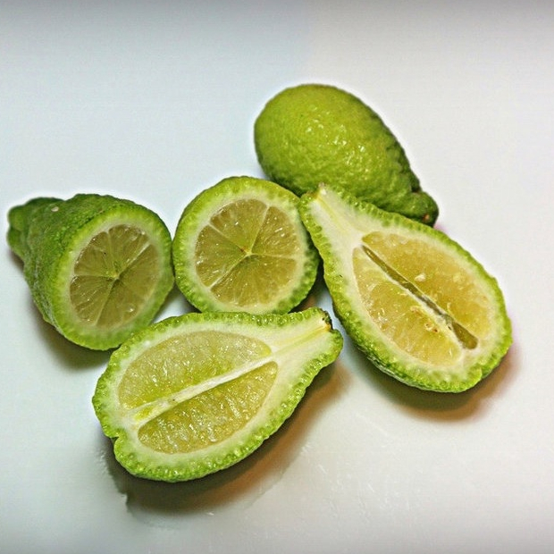 ต้นมะนาวนิ้วมือ มะนาวคาเวียร์ Finger lime พันธุ์ SYDNEY HYBRID ลำต้นสูง 30 ซม