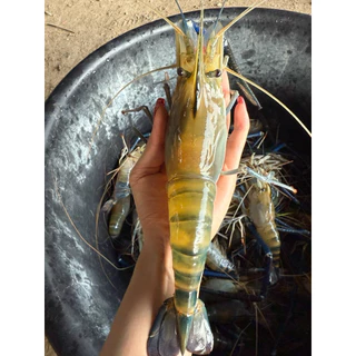 ซันตามิกซ์กุ้งก้ามกราม