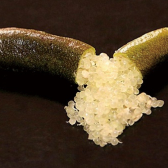 ต้นมะนาวนิ้วมือ มะนาวคาเวียร์ Finger lime พันธุ์ CHOCOLATE LIMONETลำต้นสูง 30 ซม