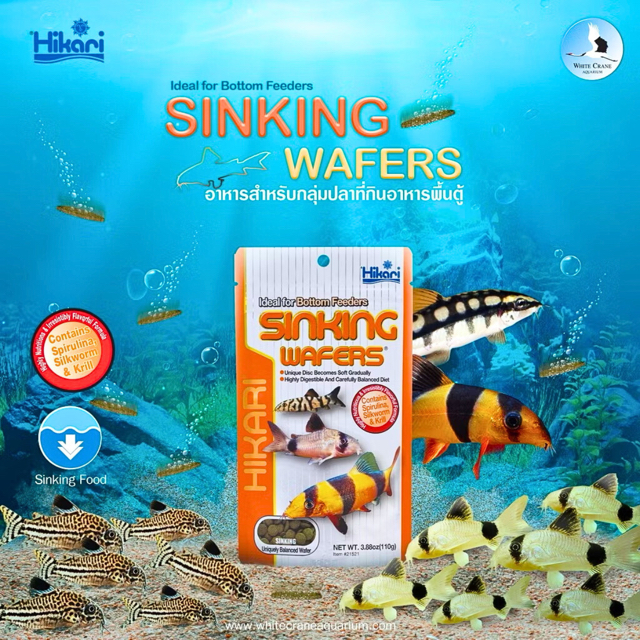 Hikari Sinking Wafers 25g. (อาหารปลาเม็ดจม สำหรับปลาพื้นตู้ 25g.)