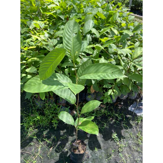 ต้นพะยอมขาว ต้นพยอม เนื้อไม้ดี (สูง 70-90cm) กลิ่นหอมไกล ทนแดด ทนแล้งได้ดี รากแน่น พร้อมปลูก