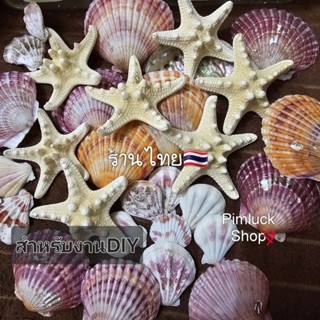 ปลาดาวSTARFISH เปลือกหอยแท้จากธรรมชาติ สำหรับตกแต่ง งานประดิ…